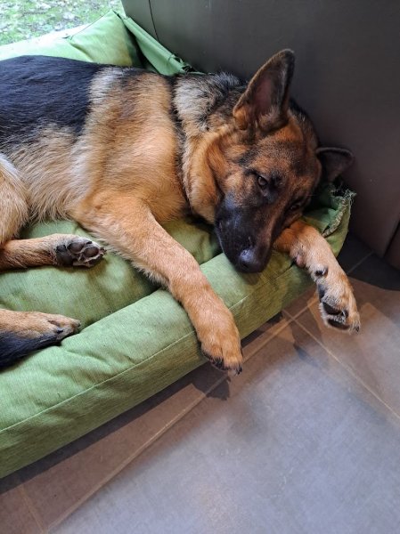 Aloha Éducation Canine - photo 3