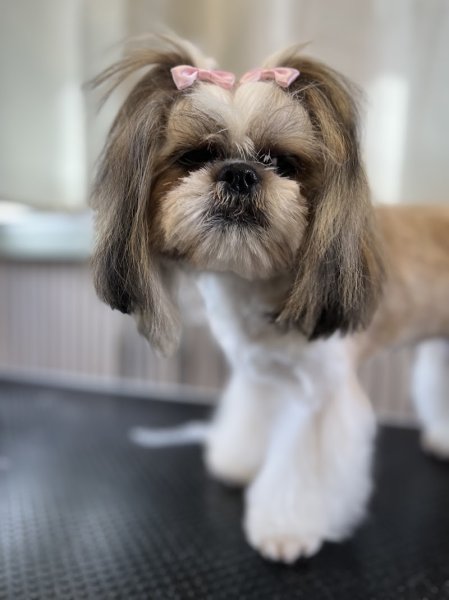 Bon chic bon chien toilettage - photo 2