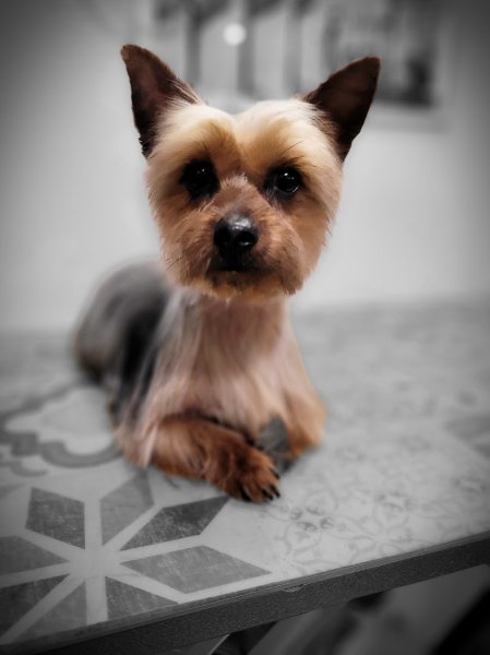 Bon chic bon chien toilettage - photo 3