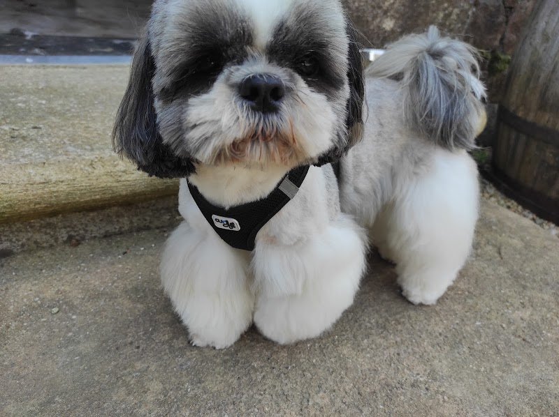 Le jardin des chiens - photo 1