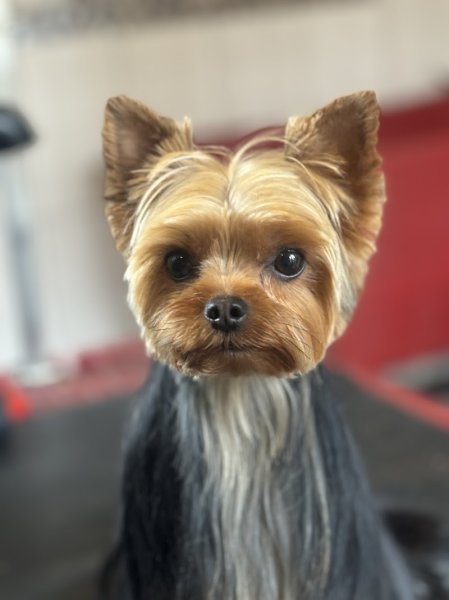 Le jardin des chiens - photo 2