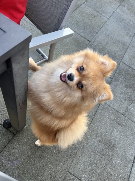 Le jardin des chiens - photo 3