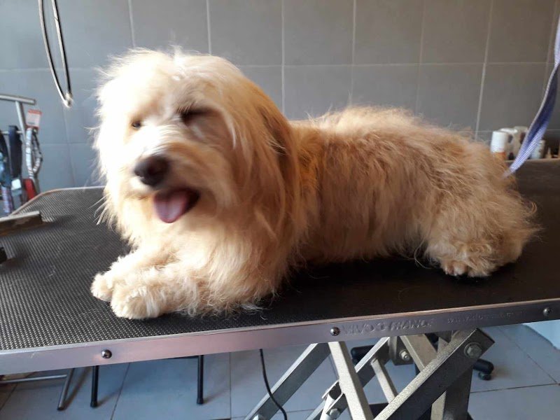 Élevage Familial Aux Bonheurs Des Canins Et Félins