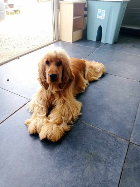 Élevage Familial Aux Bonheurs Des Canins Et Félins - photo 2