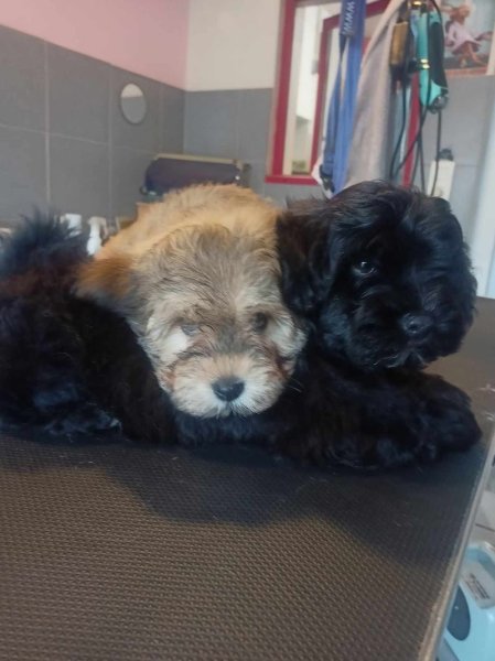 Élevage Familial Aux Bonheurs Des Canins Et Félins - photo 3