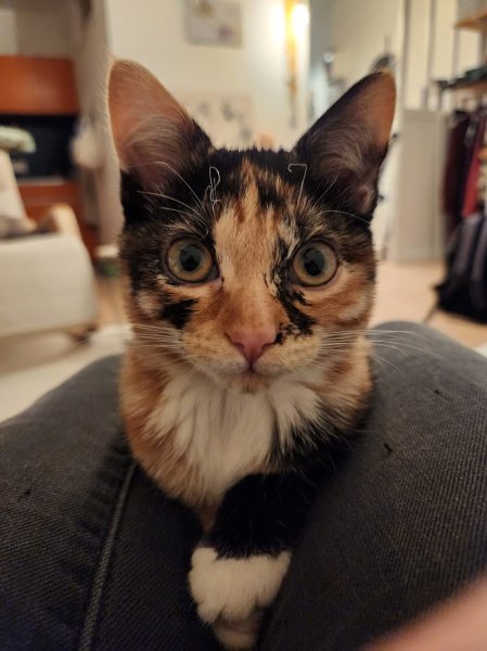 Un Poil d'Harmonie - Comportementaliste Animalier - photo 1