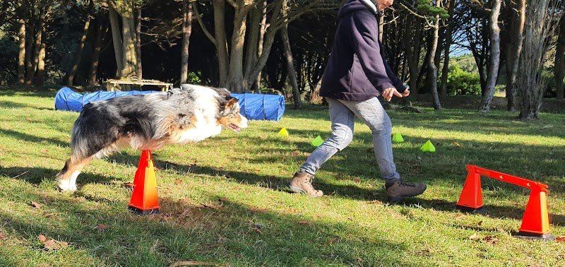 Wouf in the city, éducation canine. Pension, alimentation