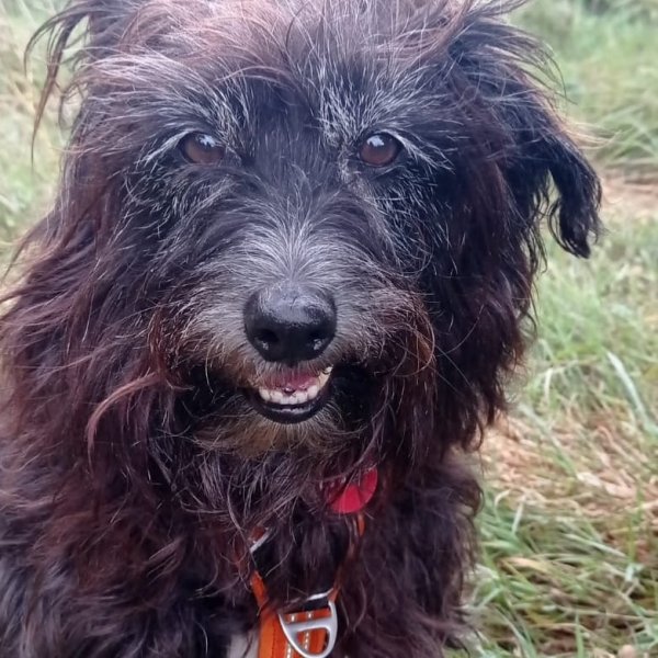 Wouf in the city, éducation canine. Pension, alimentation - photo 3