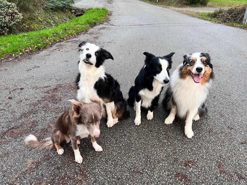 Compagnons Canins - photo 1