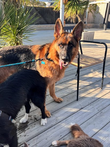 Compagnons Canins - photo 2