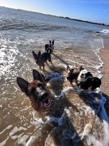 Compagnons Canins - photo 3