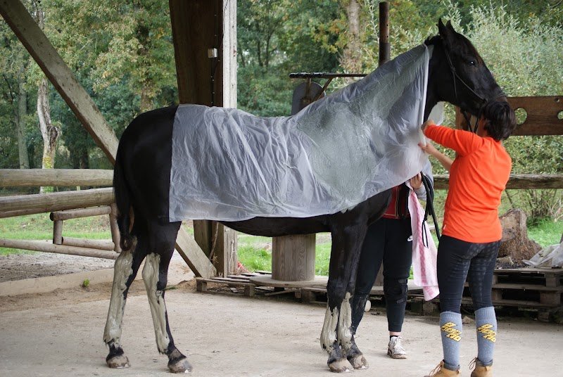 Marjorie masseur canin et equin - photo 2