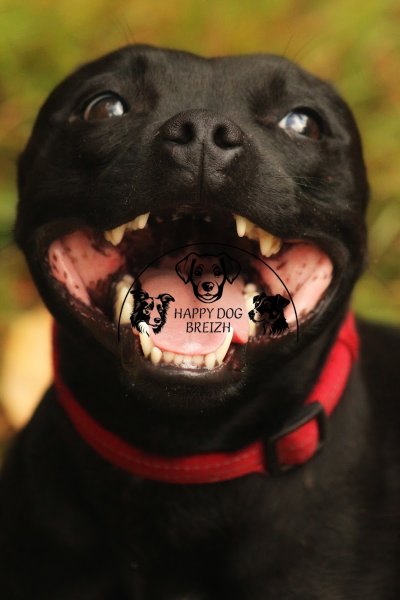 Happy Dog Breizh - photo 2