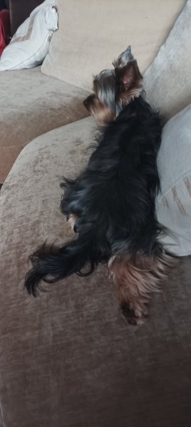 J'ÉDUC - Jérémy BRONSARD - Éducateur Canin Comportementaliste