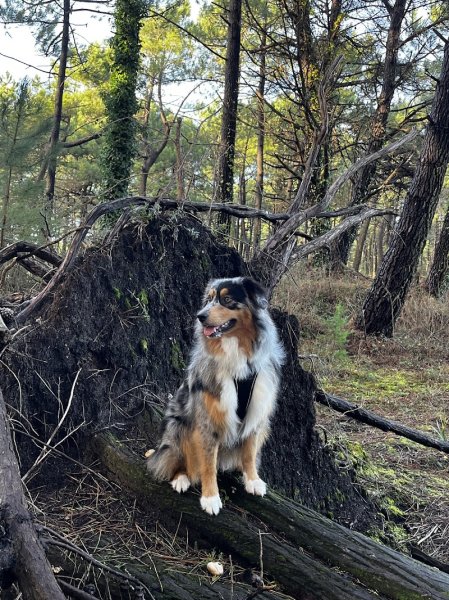 J'ÉDUC - Jérémy BRONSARD - Éducateur Canin Comportementaliste - photo 2