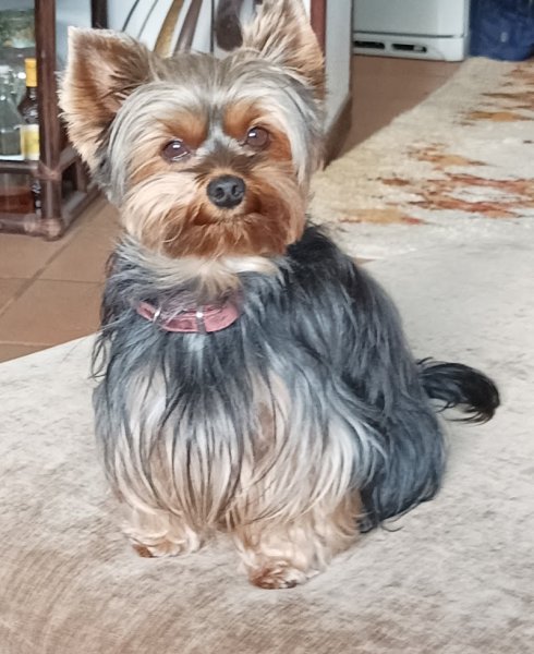 J'ÉDUC - Jérémy BRONSARD - Éducateur Canin Comportementaliste - photo 3