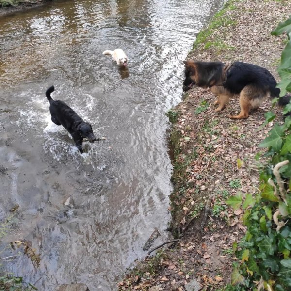 Romain Moussay - Éducateur canin diplômé d'état - Certifié comportementaliste et médiateur. - photo 2