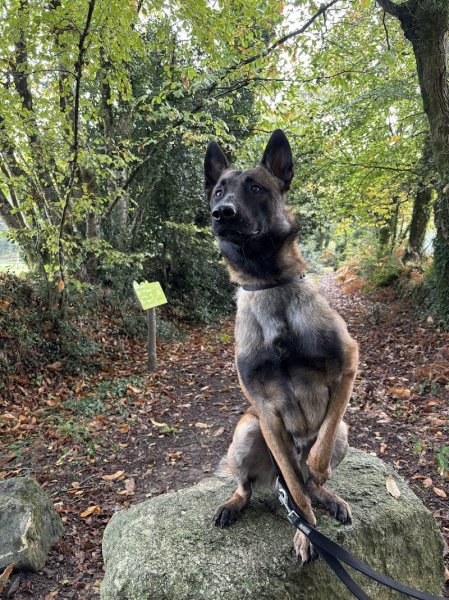 Pension / Education canine et Élevage - Legend'of Ki Breizh