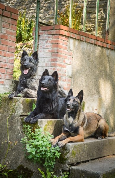 Pension / Education canine et Élevage - Legend'of Ki Breizh - photo 3