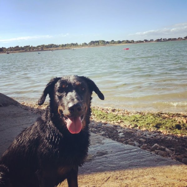 PG éducateur canin - photo 3