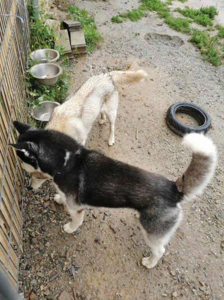 Elevage - Pension Canine " of Aldan River" - photo 2