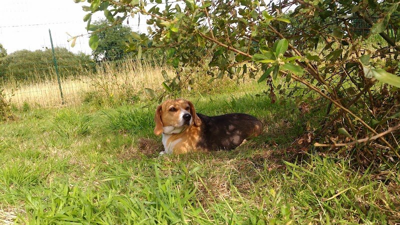 Elevage - Pension Canine " of Aldan River" - photo 3