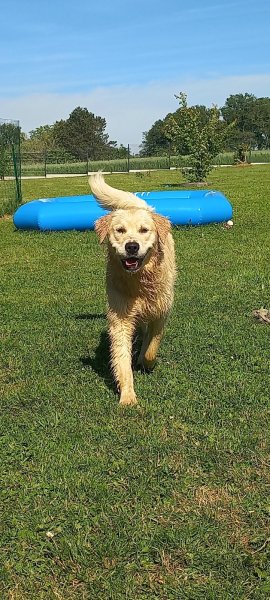Pension canine familiale Croc la vie