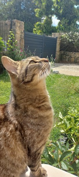 Pension canine familiale Croc la vie - photo 2