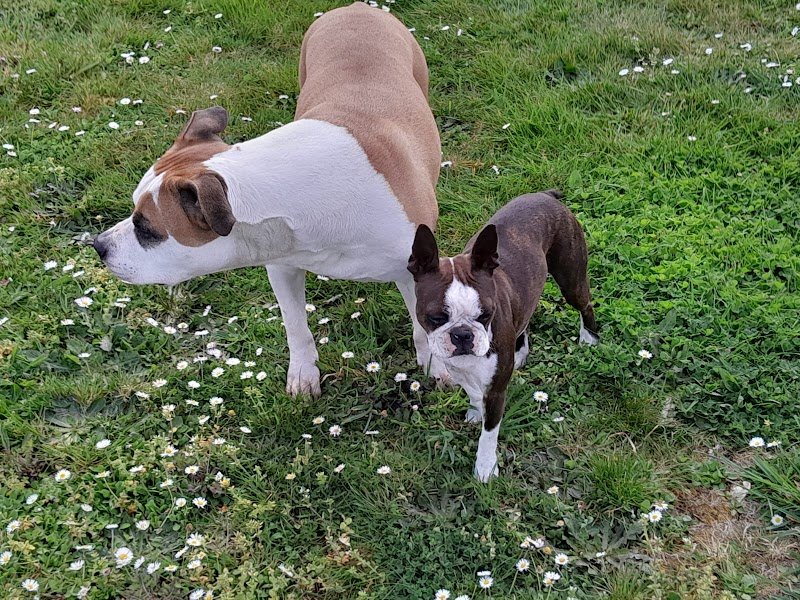 BULL'S II GUM: Pension familiale pour chiens