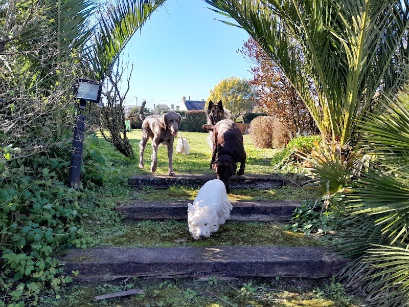 BULL'S II GUM: Pension familiale pour chiens - photo 2