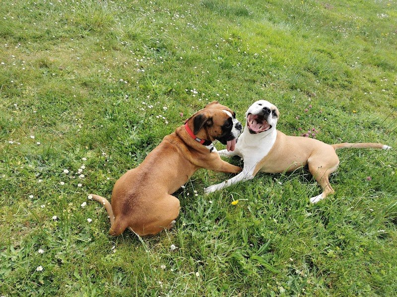 BULL'S II GUM: Pension familiale pour chiens - photo 3