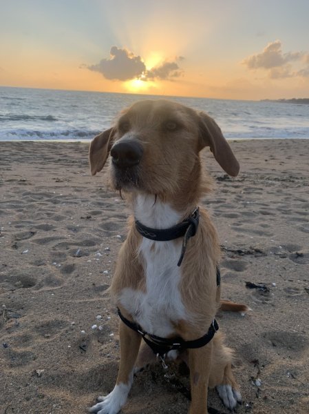 PG Pension canine - photo 2