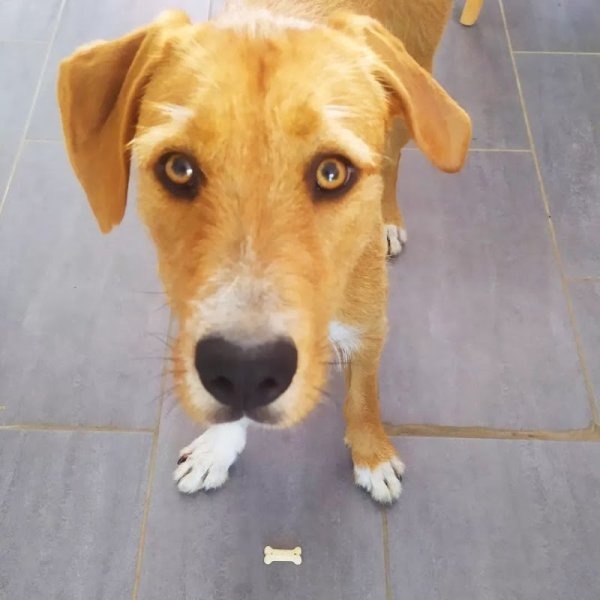 PG Pension canine - photo 3