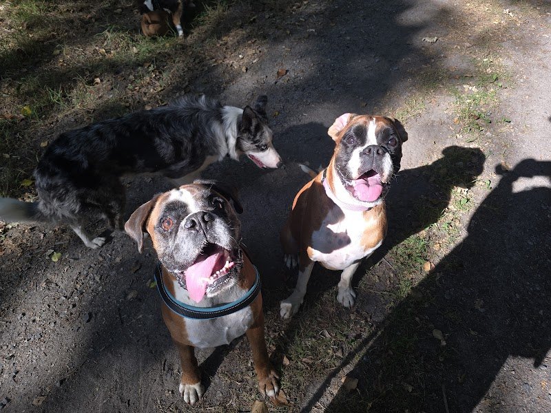 Les Pattes à Sel Comportementaliste 🐶🐱🐴