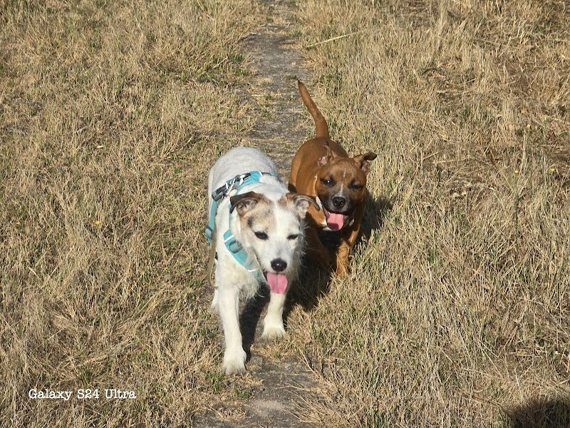 Les Pattes à Sel Comportementaliste 🐶🐱🐴 - photo 3