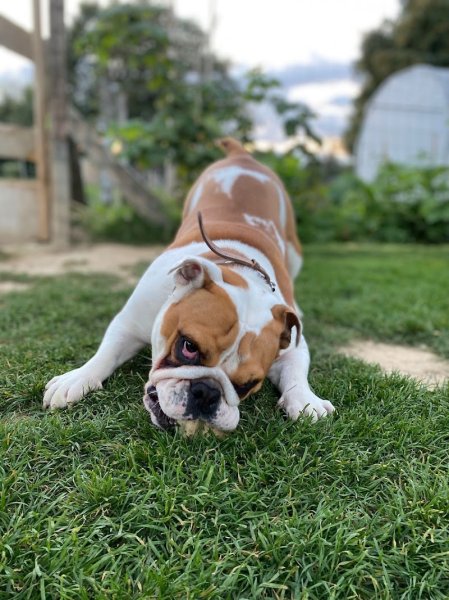 Le Pôle Canin de Laurie