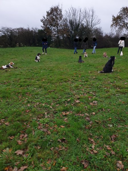 Expressions Canines 44 - Educatrice et Comportementaliste Canin sur Guérande et la Presqu'île de Guérande - photo 3