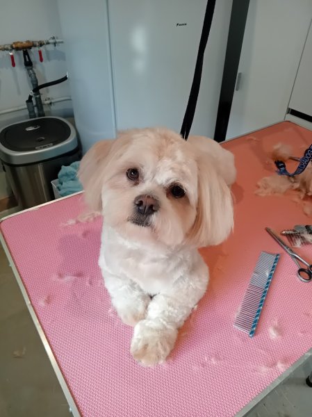 Breizh Canin - photo 1