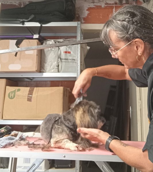 Breizh Canin - photo 3