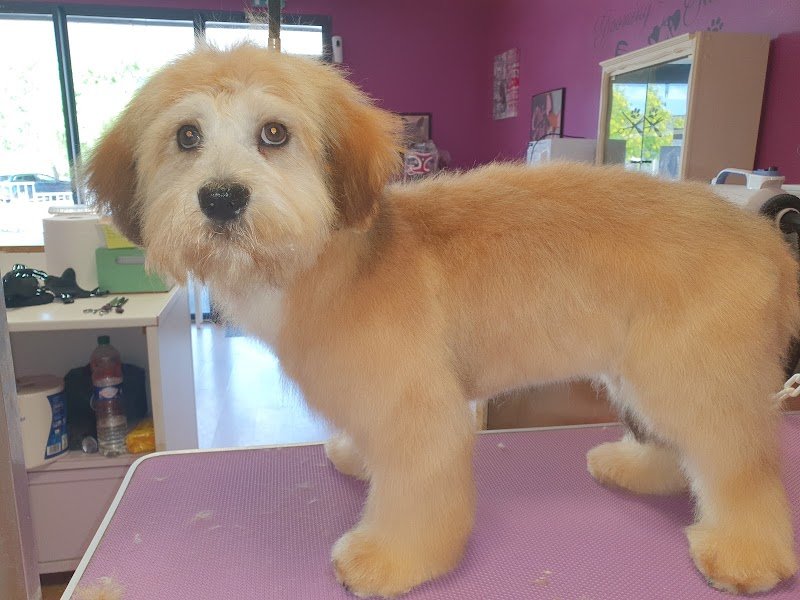 ASTUS CANINE - photo 2