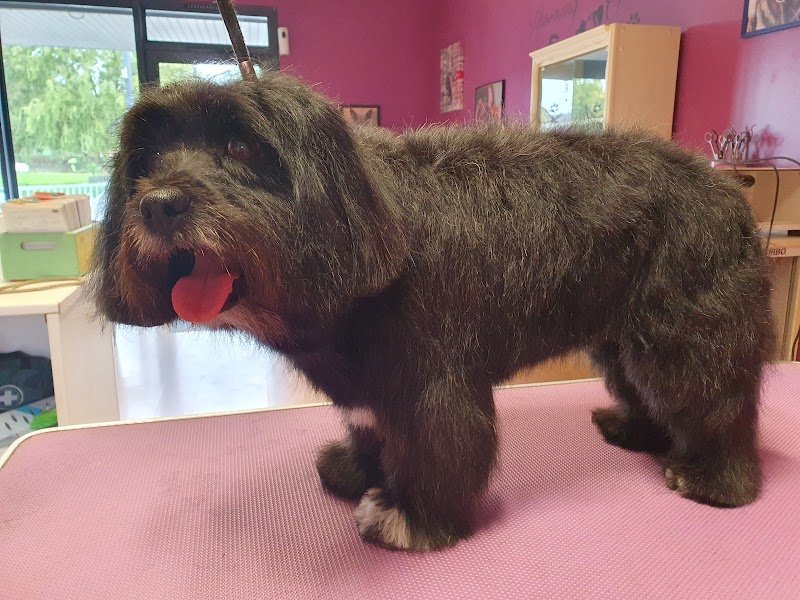 ASTUS CANINE - photo 3