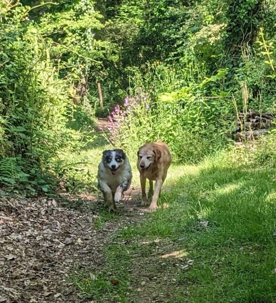 Pension canine du Coetny - photo 2