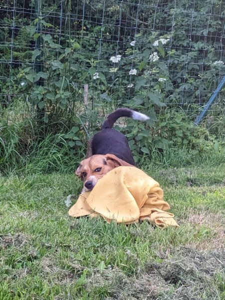 Pension canine du Coetny - photo 3