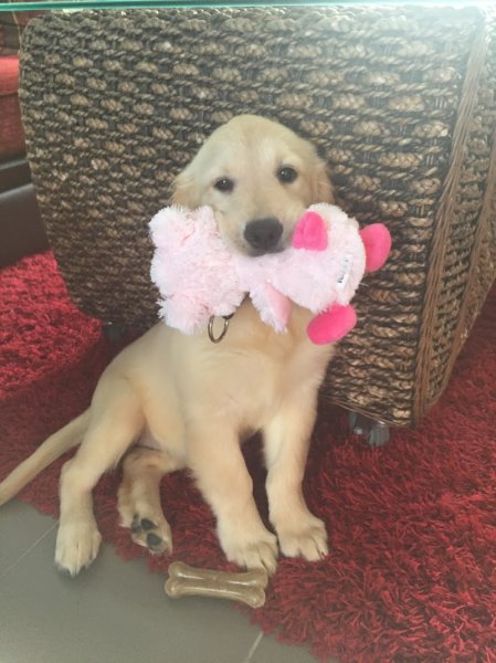 Ferme Canine de La Patgwenn