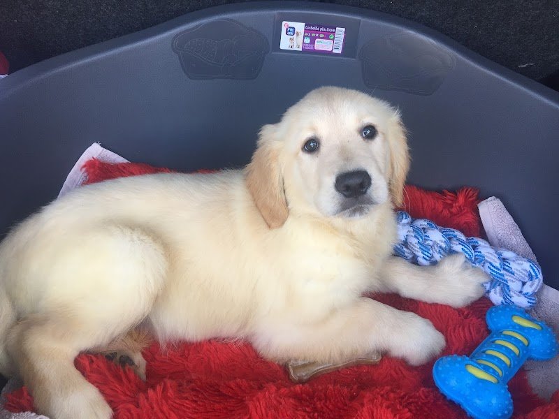 Ferme Canine de La Patgwenn - photo 2