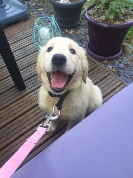 Ferme Canine de La Patgwenn - photo 3