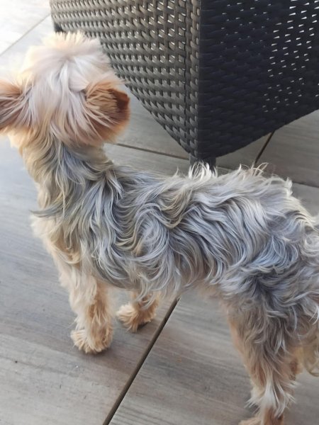 Salon de toilettage canin Point Vert Josselin - photo 3