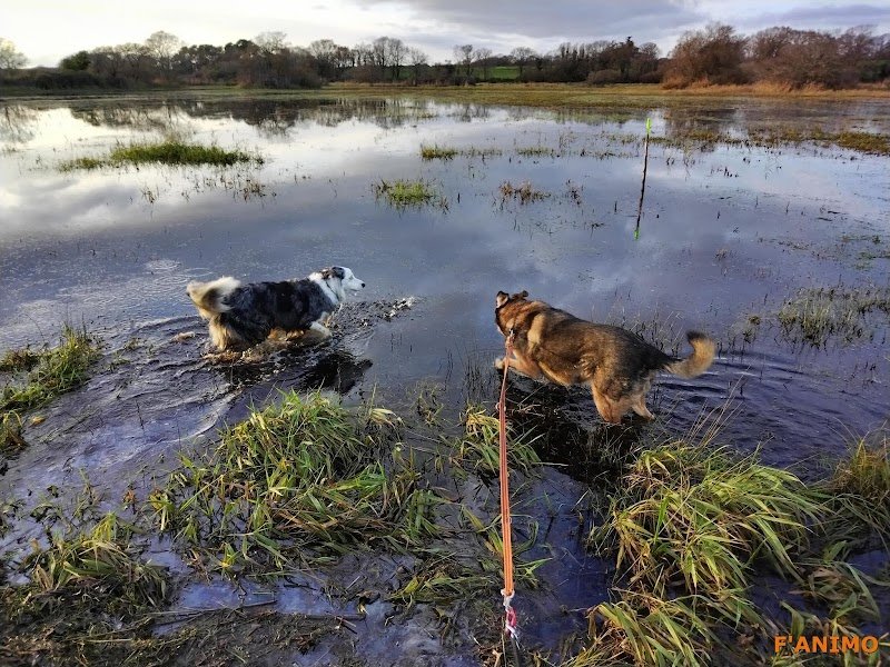 F'animo - Pension canine, visites à domicile. - photo 2