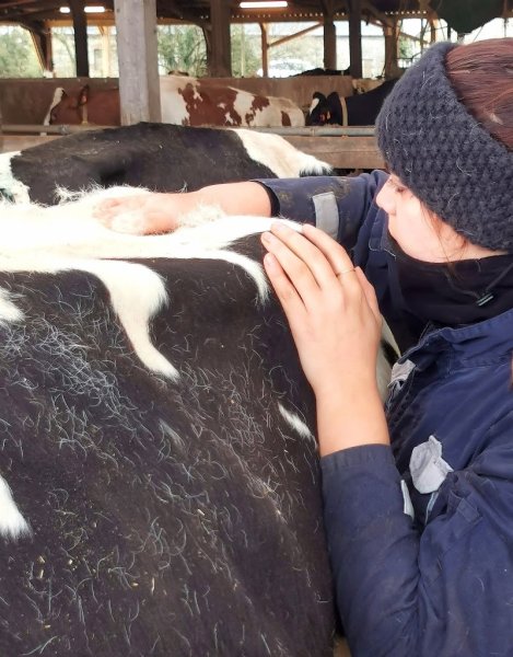 Laura HOUSSEMAINE Ostéopathe animalier (bovin, équin, canin, félin, caprin, ovin...)