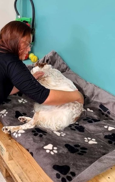 Laura HOUSSEMAINE Ostéopathe animalier (bovin, équin, canin, félin, caprin, ovin...) - photo 2